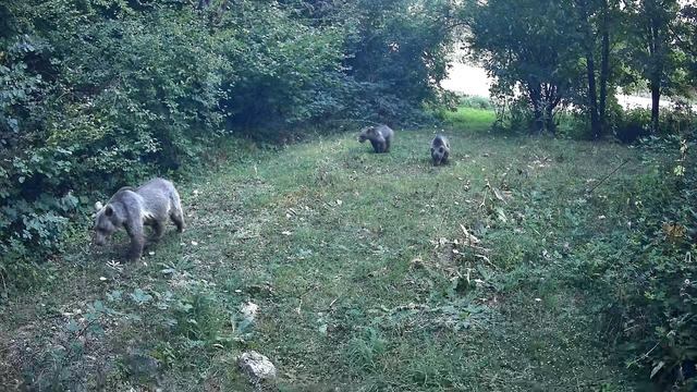 Bolu ormanlarında yaban hayvanları fotokapanlara yansıdı