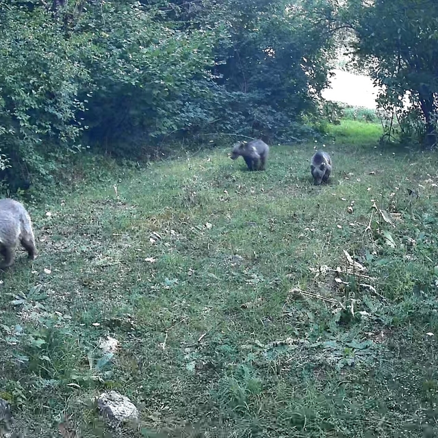 Bolu ormanlarında yaban hayvanları fotokapanlara yansıdı