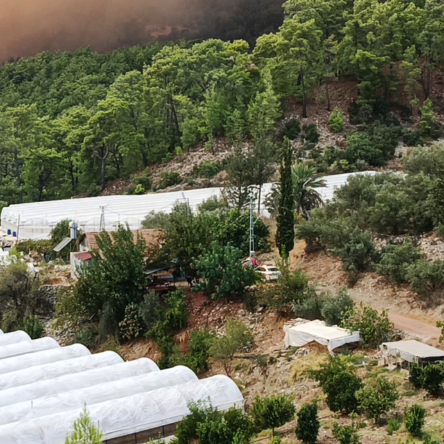 Antalya Kumluca'da orman yangını (2)