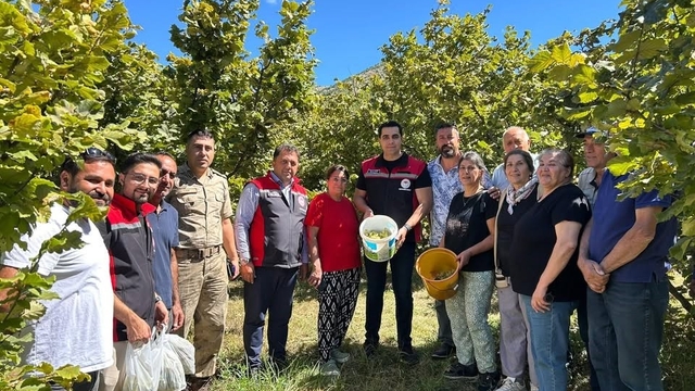 Kemah'ta nadir üretim: Fındık hasadı yapıldı