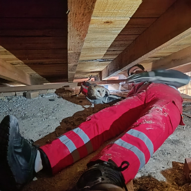 Telef olan eşinin başından ayrılmayan baykuş kurtarıldı