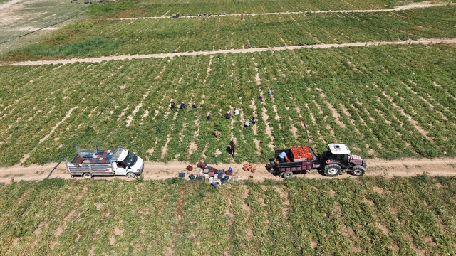 Elazığ'da 7 bin dönümde domates hasadı sürüyor