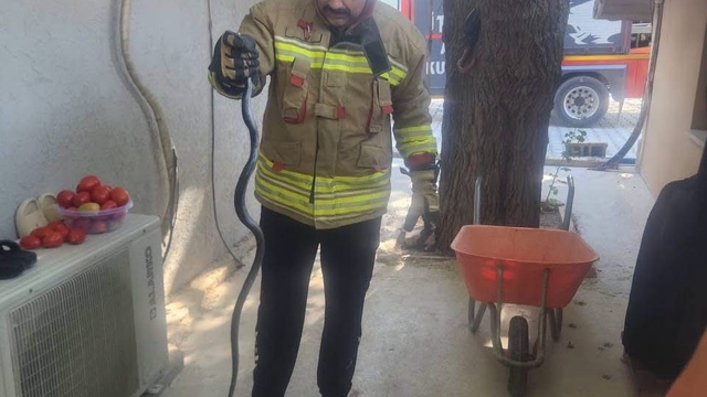 Antakya'da eve giren yılan ekipler tarafından yakalandı