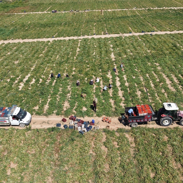 Elazığ'da 7 bin dönümde domates hasadı sürüyor