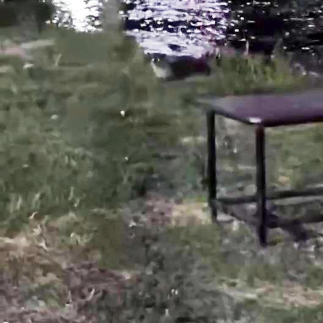 Dicle Nehri'nde nesli tehlike altındaki su samuru görüntülendi