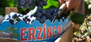 Erzincan'ın siyah incisi Cimin üzümünde hasat zamanı