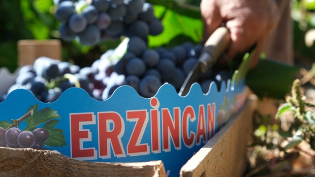 Erzincan'ın siyah incisi Cimin üzümünde hasat zamanı