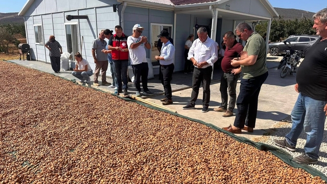 Şarköy'de badem hasadı başladı