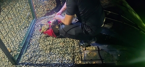 Gölete düşen yavru köpeği dalgıç polisler kurtardı