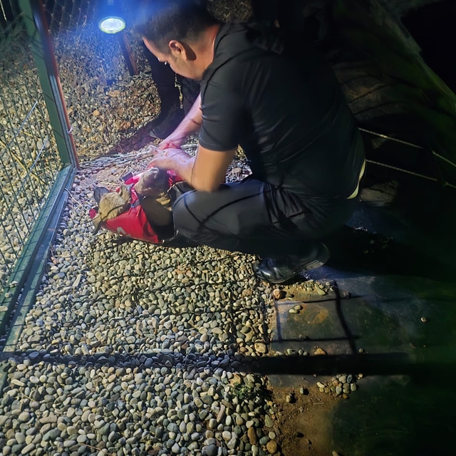 Gölete düşen yavru köpeği dalgıç polisler kurtardı