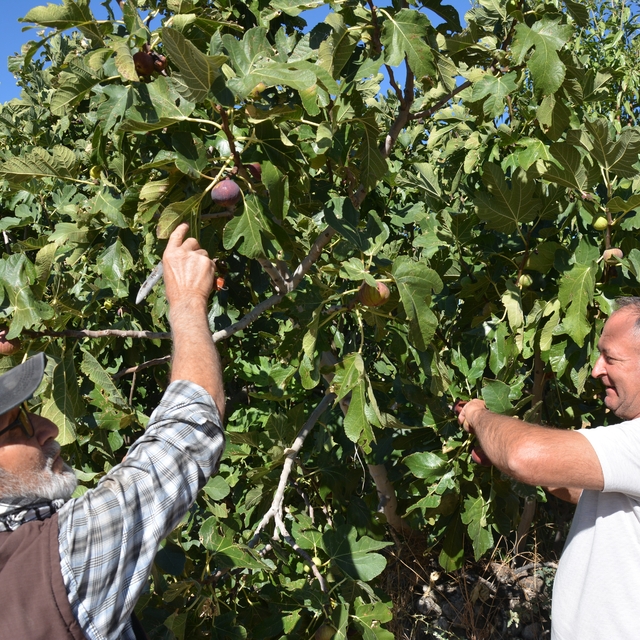 Demirci incirinde hasat mesaisi başladı