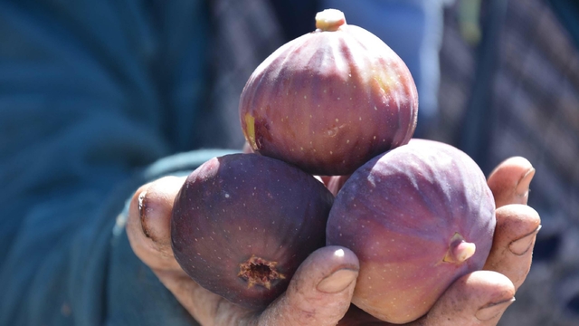 Demirci'de siyah ve sarı incirde hasat mesaisi başladı