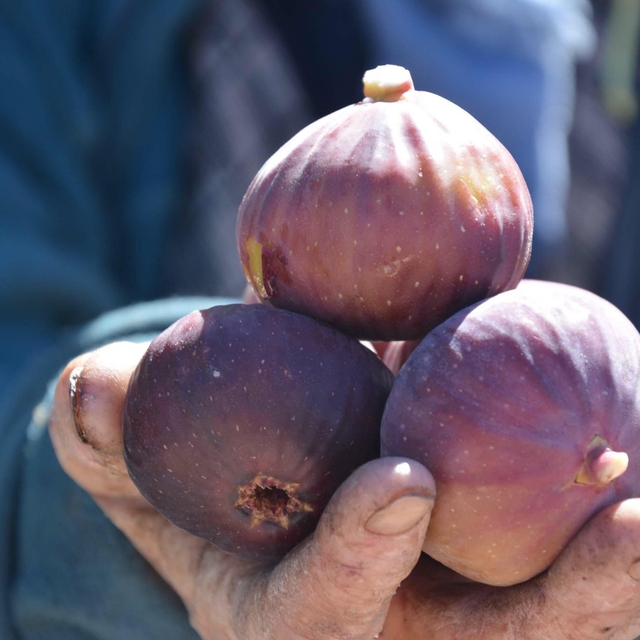 Demirci'de siyah ve sarı incirde hasat mesaisi başladı
