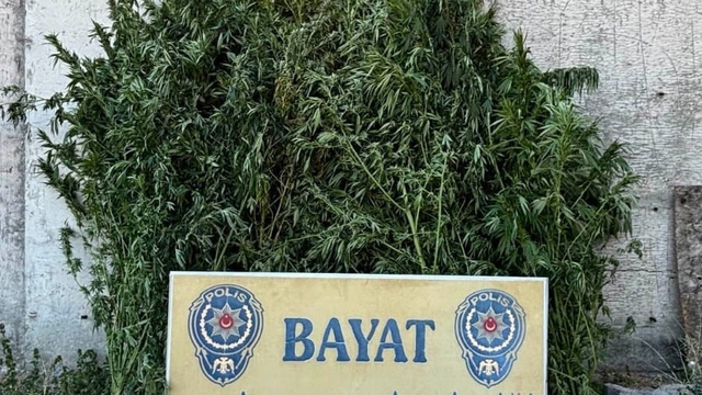 Çorum'da 46 kök Hint keneviri ele geçirildi: 1 tutuklama