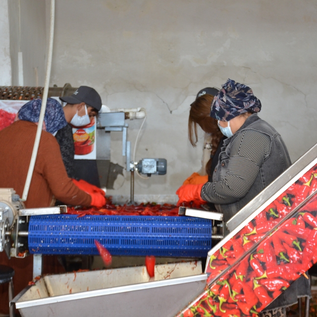 Besni'de salçalık biber sezonu başladı