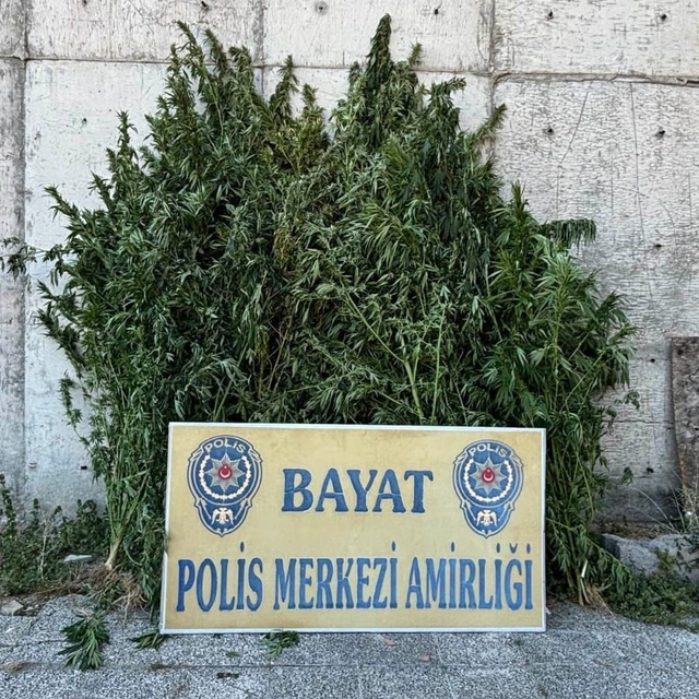 Çorum'da 46 kök Hint keneviri ele geçirildi: 1 tutuklama