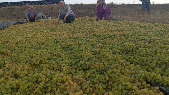 Fiyatlardaki dengesizlik çiftçiyi kuru üzüme sevk etti