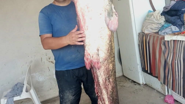 Meriç Nehri'nde 2 metre 45 santimetrelik dev yayın balığı
