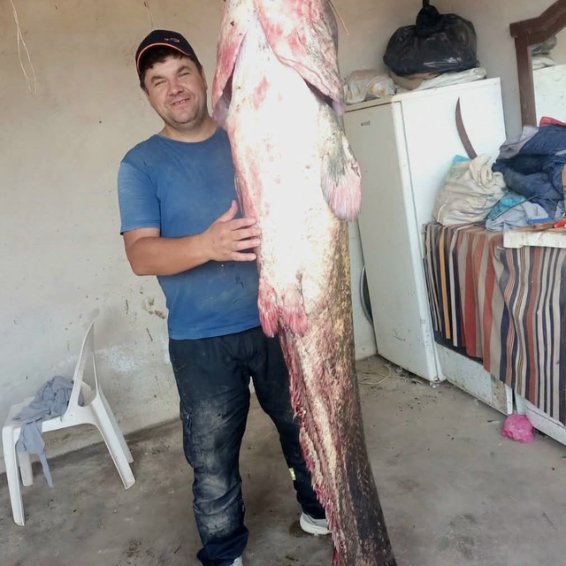 Meriç Nehri'nde 2 metre 45 santimetrelik dev yayın balığı