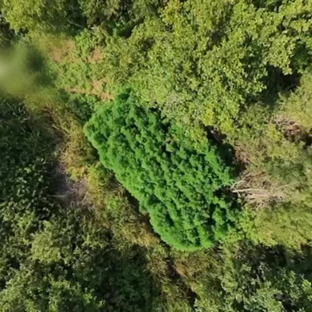 Tarlada 123 kök kenevir ele geçirildi: Kenevir tarlası havadan görüntülendi