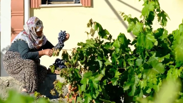 75 yıllık ömür, nasırlı eller ve Cimin üzümü