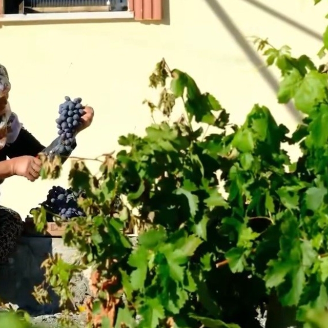 75 yıllık ömür, nasırlı eller ve Cimin üzümü