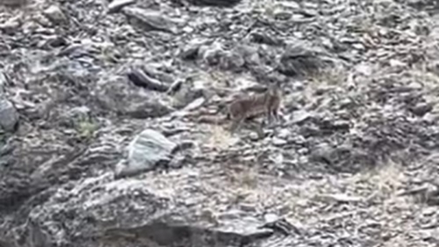 Tunceli'de vaşak görüntülendi