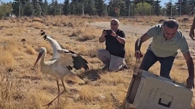 Ölen eşi başında 5 gün boyunca bekleyen leylek tedavisinin ardından doğaya salındı