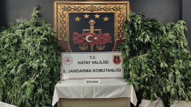 Hatay'da jandarmadan uyuşturucu operasyonu: 371 kök kenevir ele geçirildi