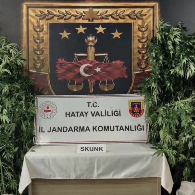 Hatay'da jandarmadan uyuşturucu operasyonu: 371 kök kenevir ele geçirildi