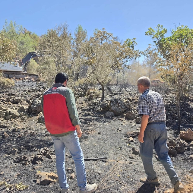 Menteşe'de yangın sonrası tarım arazilerinde hasar tespit çalışmaları sürüy...