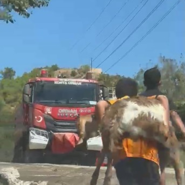 Koca yürekli iki kuzen, yangından kurtardıkları oğlaklarını sırtlarında taş...