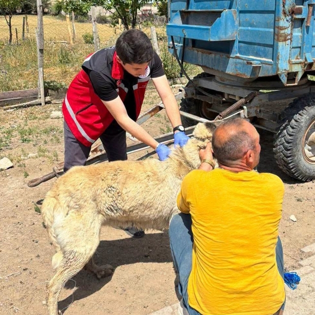 Valilik köpek sahiplerini uyardı: Kayıt yaptırmayana 10 bin, ter edene 108...