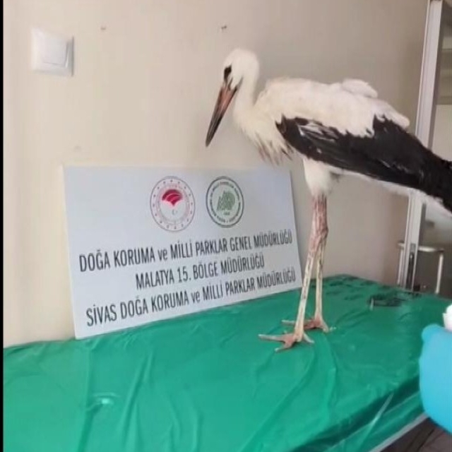 Yaralı leylek tedavisinin ardından doğaya bırakıldı