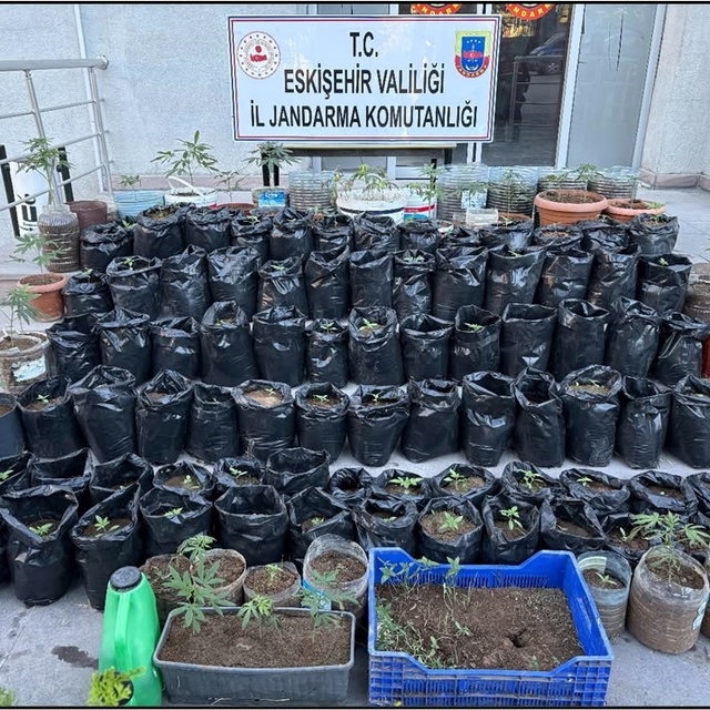 Jandarma saksılarda yetiştirilen 161 kök kenevir bitkisi ile esrar ele geçi...