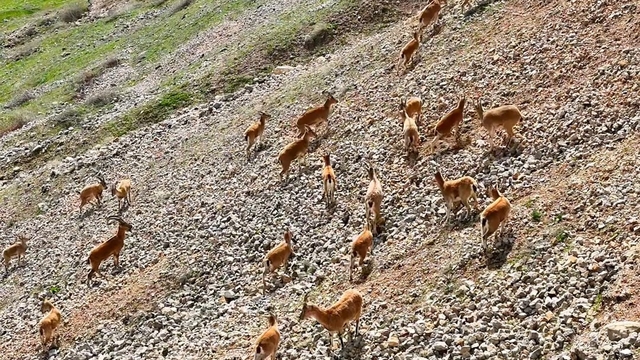 Palu Kalesi'nin eteklerinde dağ keçileri dronla görüntülendi