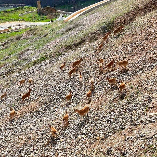 Palu Kalesi'nin eteklerinde dağ keçileri dronla görüntülendi