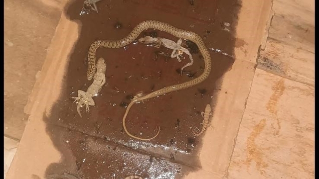 Fare yakalamak için kurulan tuzaktan adeta mini hayvanat bahçesi çıktı
Yapışkanlı kartona kertenkeleler ve yılan yapıştı, fare hariç her şey yakalandı