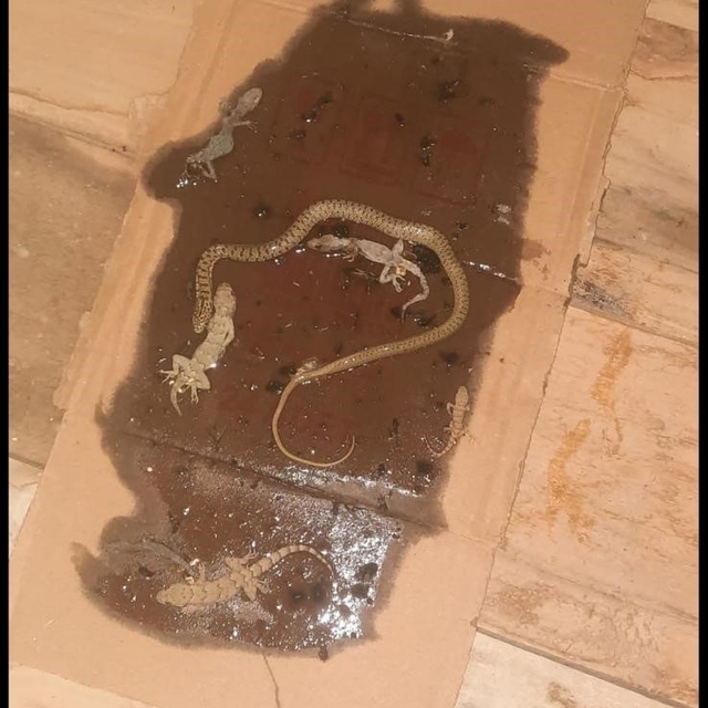 Fare yakalamak için kurulan tuzaktan adeta mini hayvanat bahçesi çıktı
Yapı...