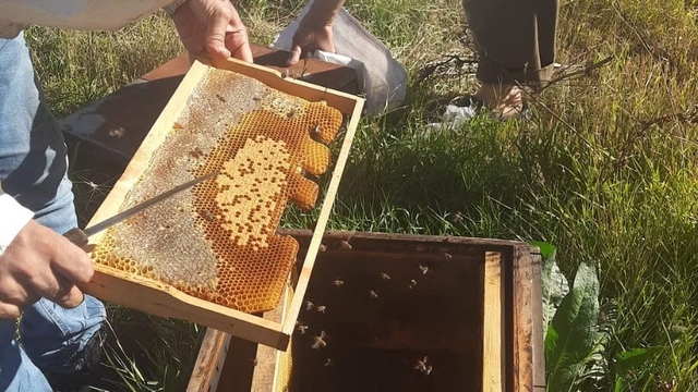 Kars'ta arıcılığa güç, üretime destek: Kovan başına 250 TL'ye kadar destek