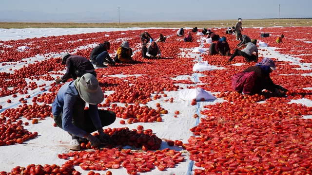 Güneş ve poyrazla kurutulan Niğde domatesi dünya sofralarına ulaşıyor
Bölgede 10 bin tona yakın domates kurutulacak