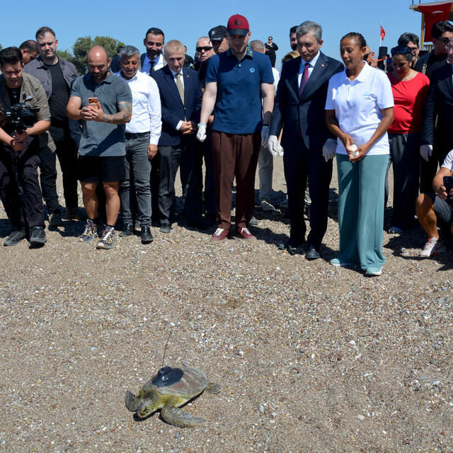 Yeşil deniz kaplumbağası 'Hanzala', uydu cihazıyla Akdeniz'e gönderildi
