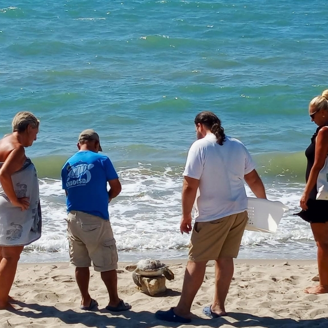 Kuşadası Körfezi'nde 4 deniz kaplumbağası ölü bulundu