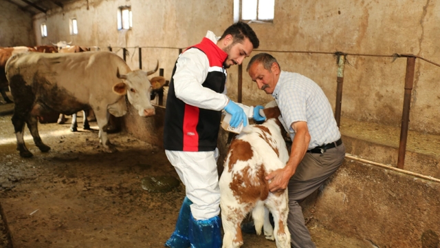 Erzincan'da hayvanları kenelere karşı korumak için ilaçlama başladı