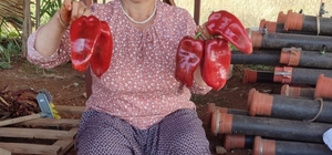 Başkan Pütün; "Beyağaç'ın ata tohumlarını gelecek nesillere taşıyoruz"
Hasa...