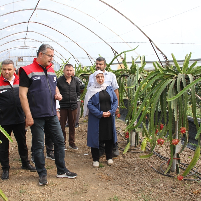 Samsun'da fındığa alternatif ürün: Ejder meyvesi
İl Müdürü Yılmaz, ejder me...