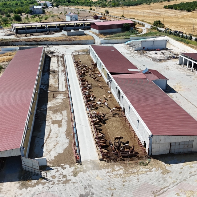 Malatya'dan Türkiye'ye damızlık düve desteği