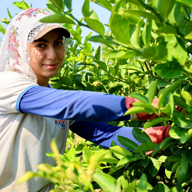 Adana'da limon hasadı başladı: Bahçede kilogramı 6-12 lira
Limonun verimi y...