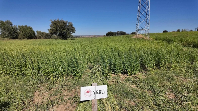 Çanakkale'de 7 yerli ve milli susam çeşidi hasat edildi