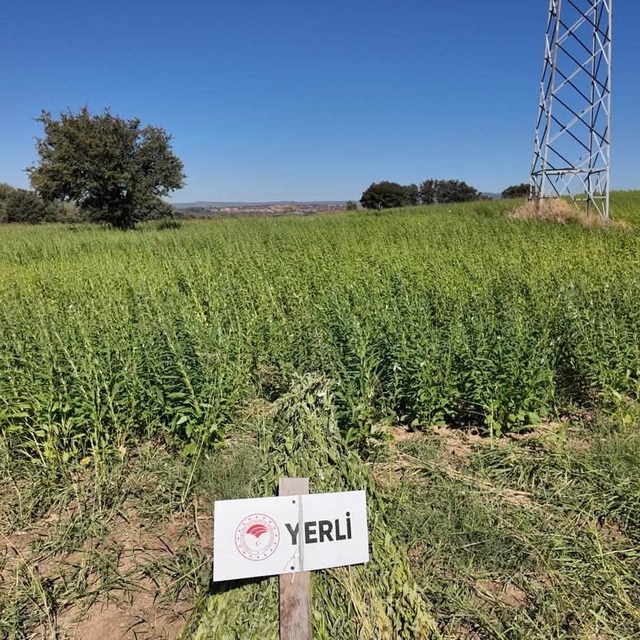 Çanakkale'de 7 yerli ve milli susam çeşidi hasat edildi